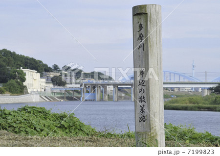 多摩川堤通り 7199823