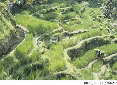 テガラランのライステラス（棚田） 7199862