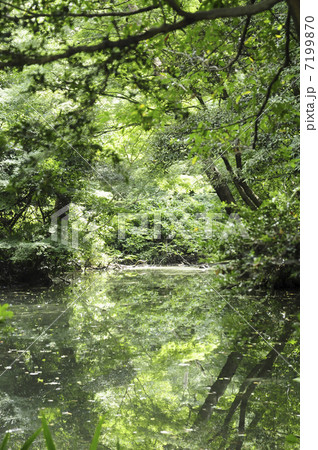 自然教育園の池 7199870