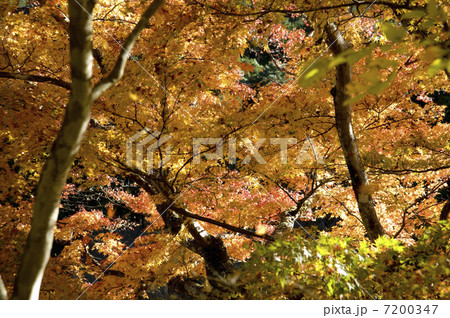 大芦渓谷の紅葉 7200347