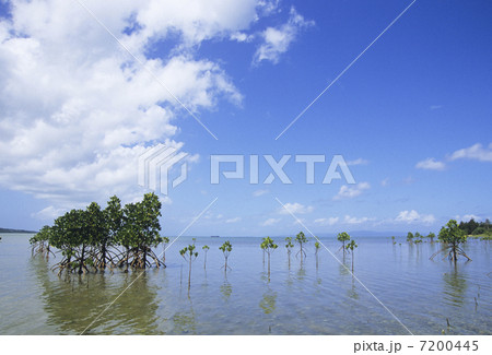ヤエヤマヒルギの幼木 7200445