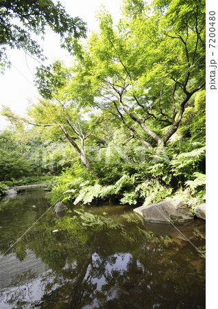 池田山公園の森林と池 7200480