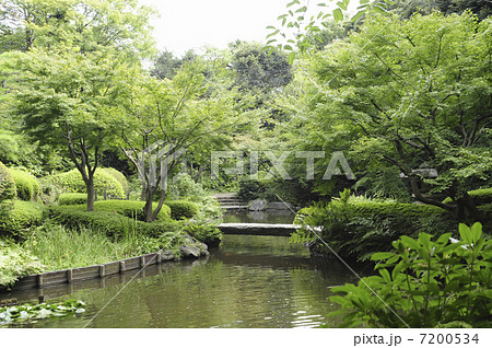 池田山公園の森林と池 7200534