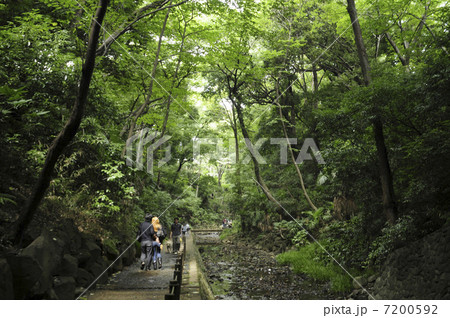 等々力渓谷 7200592