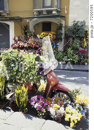 スクーターの花 7200595