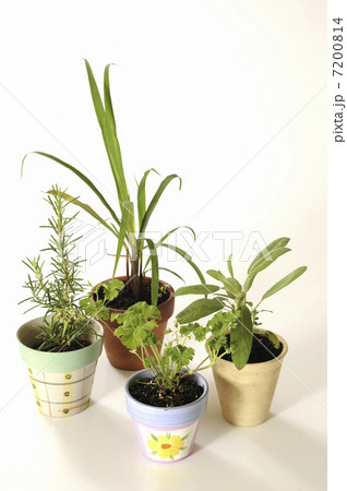 鉢植えのハーブ 7200814