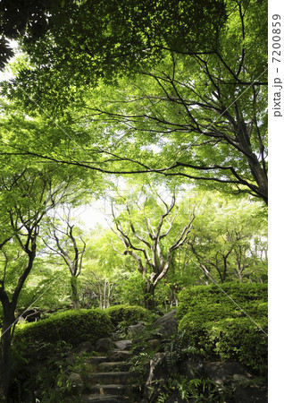 池田山公園の森林 7200859