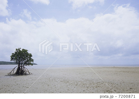 干潟のヤエヤマヒルギ 7200871