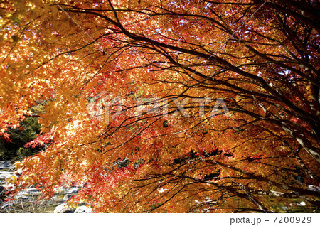 大芦渓谷の紅葉 7200929