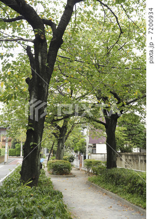 呑川緑地の並木路 呑川緑地の並木路 7200934