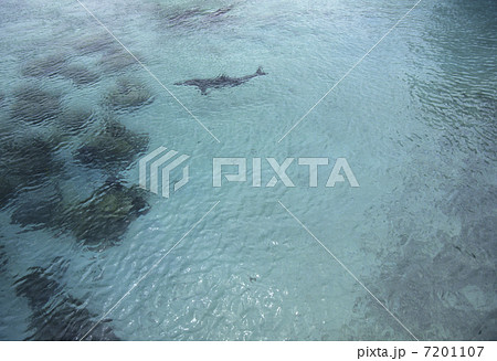 リーフのイルカ 7201107