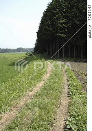 田舎道と森 田舎道と森 7201142