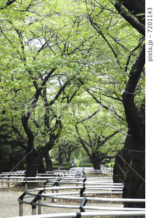 樹木 樹木 7201143