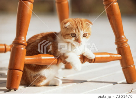 スコティッシュホールドの仔猫 7201470