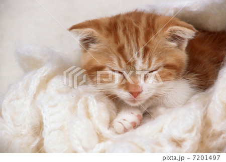 スコティッシュホールドの仔猫 スコティッシュホールドの仔猫 7201497