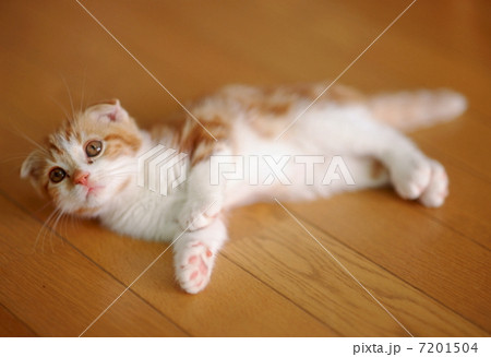 スコティッシュホールドの仔猫 7201504