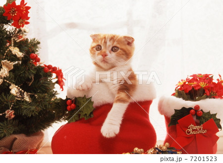 スコティッシュホールドの仔猫 スコティッシュホールドの仔猫 7201523