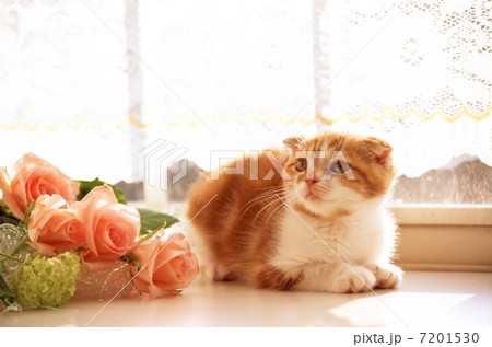 スコティッシュホールドの仔猫 スコティッシュホールドの仔猫 7201530