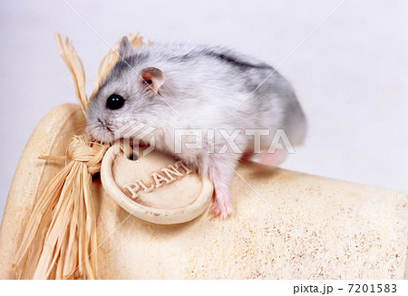 ジャンガリアンハムスター 7201583