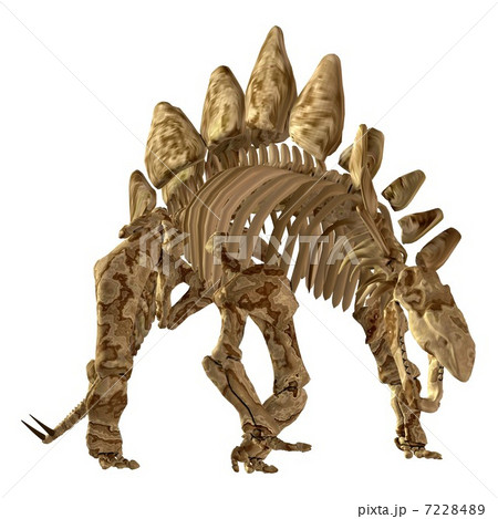 Stegosaur Bone☆ステゴサウルス 7228489
