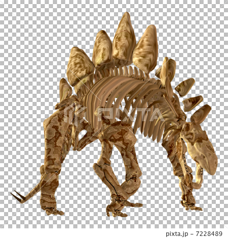 Stegosaur Bone☆ステゴサウルス 7228489