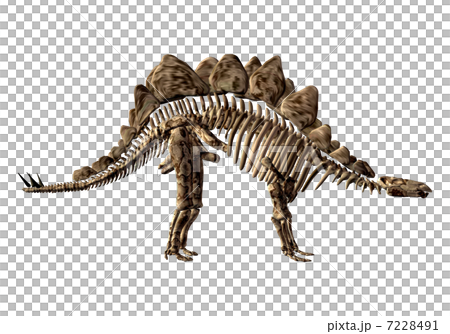 Stegosaur Bone☆ステゴサウルス 7228491