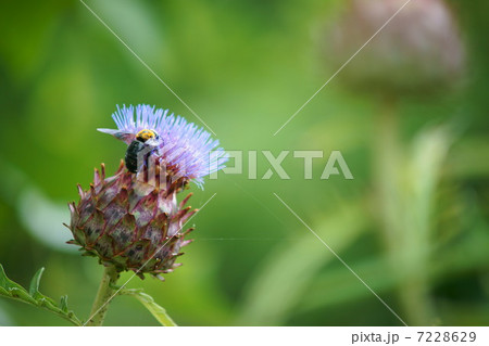 ハマアザミとハナバチ ハマアザミとハナバチ 7228629