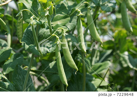 スナップえんどう スナックエンドウ 7229648