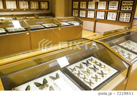 博物館（昆虫標本） 7229651