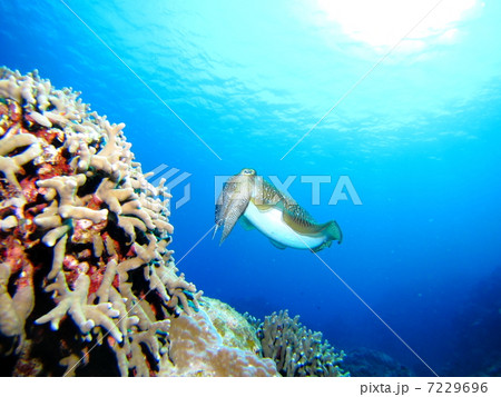 サンゴの上を泳ぐコウイカ 7229696