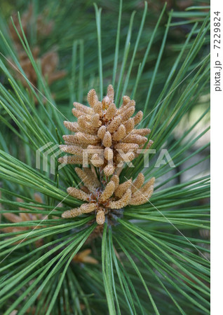 松の花 松の花 7229824