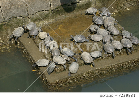 亀の日光浴 亀の日光浴 7229831