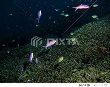 ハナゴイの群れ 7229838