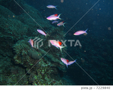 珊瑚の上を泳ぐハナゴイの群れ 7229840