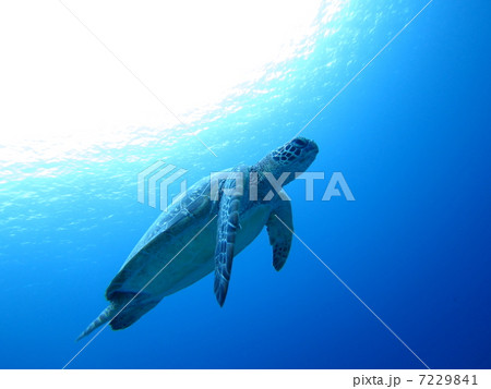 泳ぐウミガメ 7229841