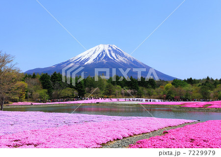 富士芝桜まつり 富士芝桜まつり 7229979