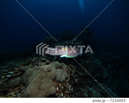 逃げるイカ 7230005