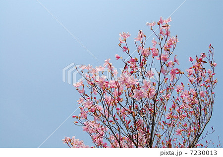 赤ヤシオ 7230013