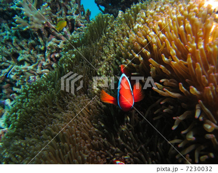 ハマクマノミ ハマクマノミ 7230032