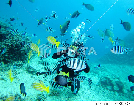 熱帯魚に囲まれるダイバー 熱帯魚に囲まれるダイバー 7230033