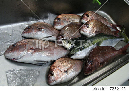 沖のコマセ真鯛つりで釣った、マダイとイナダの釣果を台所の流しに並べて撮影。 沖のコマセ真鯛つりで釣った、マダイとイナダの釣果を台所の流しに並べて撮影。 7230105