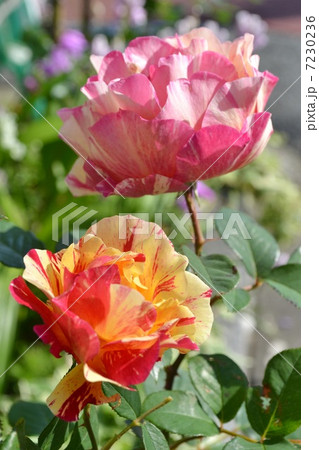 バラ　モーリスユトリロ 7230236