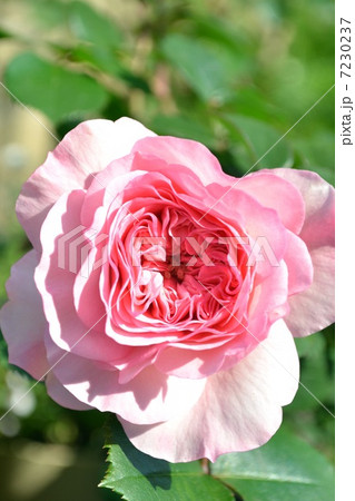 バラ マリアテレジア バラ マリアテレジア 7230237