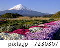 世界文化遺産・富士山、芝桜と。 7230307