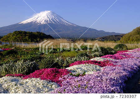 世界文化遺産・富士山、芝桜と。 7230307