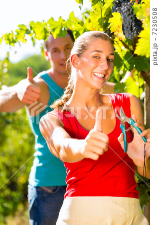 Woman and man winegrower picking grapes 7230508