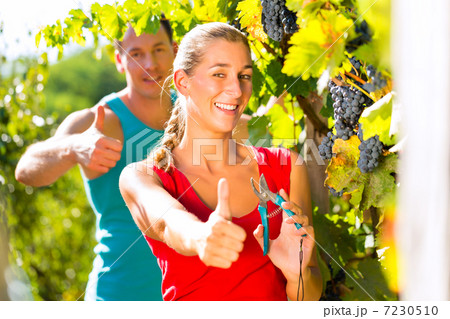 Woman and man winegrower picking grapes 7230510