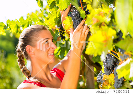 Woman picking grapes with shear at harvest time 7230511