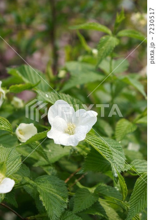 シロヤマブキ 7230517
