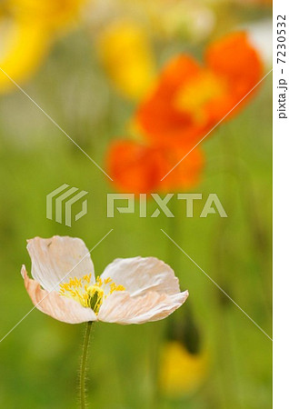 ポピー 7230532